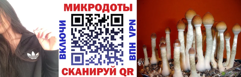 как найти   Змеиногорск  Псилоцибиновые грибы ЛСД 